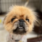 シャブシャブ