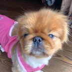 ヤンヤン