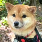 リーパ