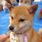 リープ