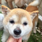 オカキ