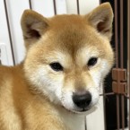 テルミ