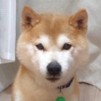 ハヤブサ