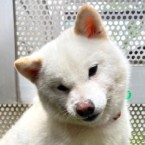 ホルモン