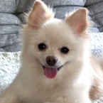 めぐみん