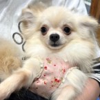 しお