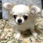 ビスケット