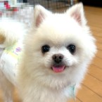 グレ