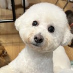 ウール