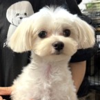 メリン