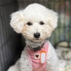 ゆきの