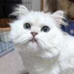 モズク