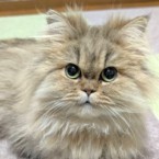 ビア