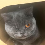 たこやき