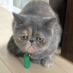 ひめり