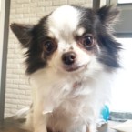 チチ