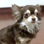 ハルン
