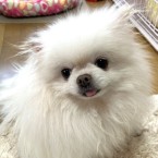 しろたん