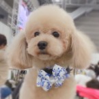 なっこ