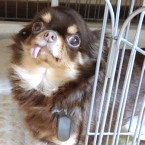 シャカシャン