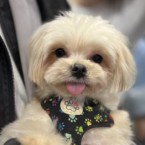 ひよみ